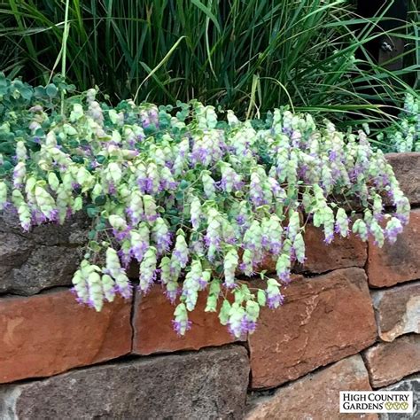 Cascading Ornamental Oregano Is An Old World Herb That Blooms In Mid