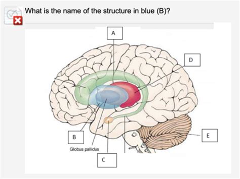 Neuro Flashcards Quizlet