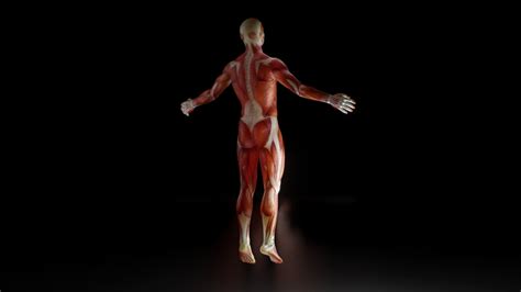 Deltoid muscle, detailed display of muscles, human muscular system, 3D ...