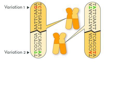 Chromosomal Rearrangements