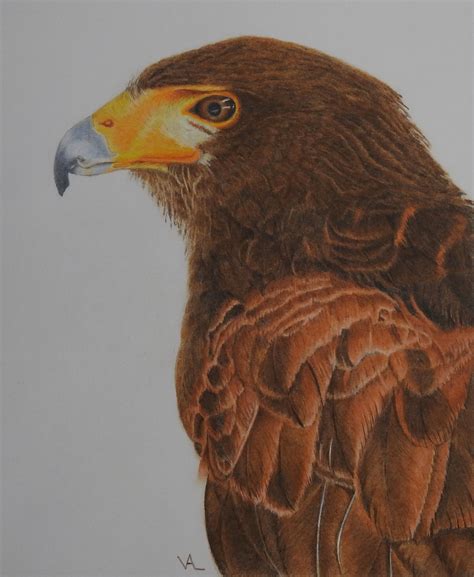 8x10 Harris Hawk In Colored Pencil