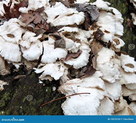 White Fungus Stock Photos - Image: 13575133