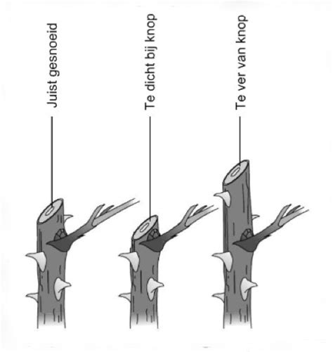 Hoe Snoei Ik Mijn Rozen Wanneer Kan Ik Mijn Rozen Snoeien Artofit