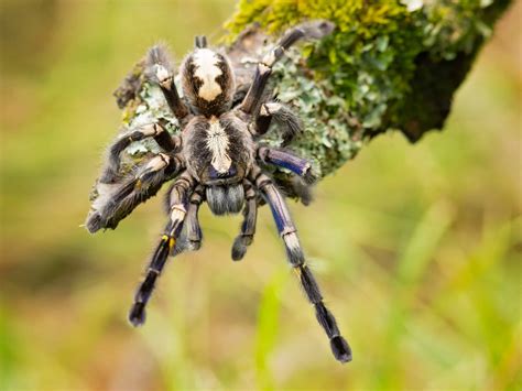 Gooty Sapphire Tarantula Pictures - AZ Animals