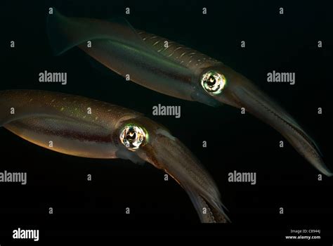 Squid Against Dark Background Under Water Stock Photo Alamy