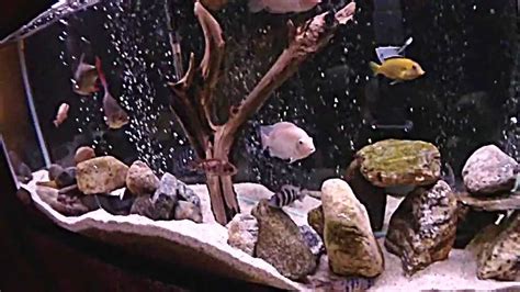 Aquascaped Cichlid Tank Live Feeding YouTube