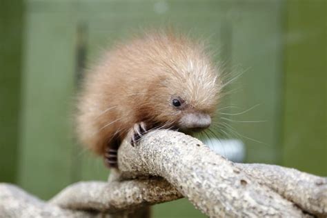 Roger Williams Park Zoo Welcomes Baby Porcupine