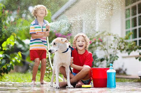 孩子们在夏天的花园里给狗洗澡。水管的乐趣。