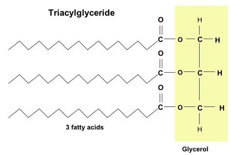 triglycerides| Interactive Health