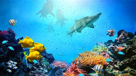 Coral Reef Live Wallpaper 59 Images