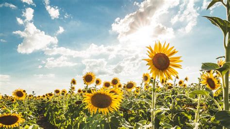 Cu Nta Agua Necesitan Los Girasoles