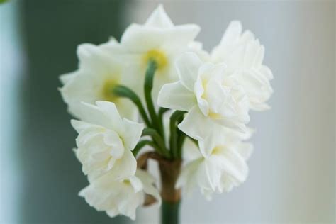 Narcissus Erlicheer Double Daffodil