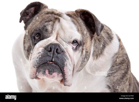 English Bulldog Stock Photo Alamy