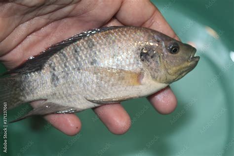 tilapia fish close up view tilapia fish in hand tilapia fish farming in ...