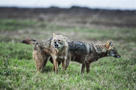 Golden Jackal Canis Aureus Stock Image C0200172 Science Photo