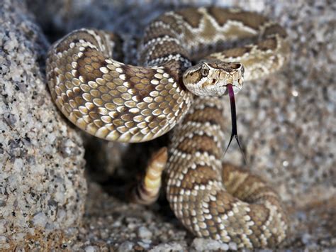 North American Rattlesnakes Reptiles Magazine