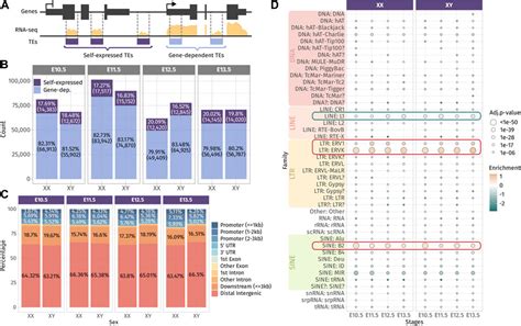 Frontiers Transposable Elements Acquire Time And Sex Specific