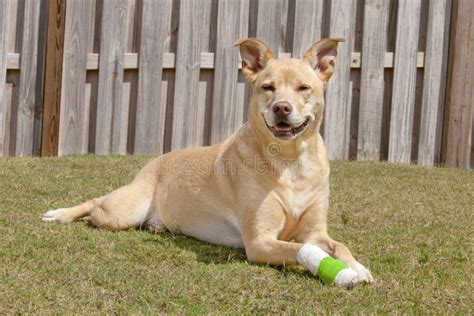 Dog With Injured Paw Stock Image Image Of Boards Body 129338709