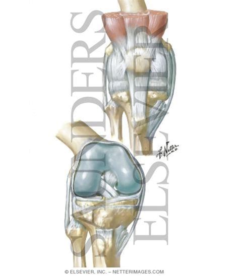 Ligaments of Knee Joint