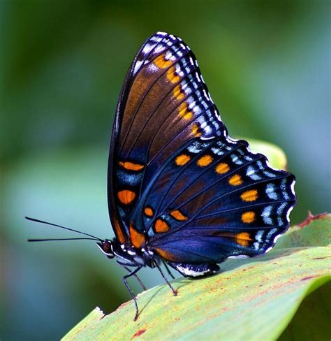 81 best Butterflies - Red Spotted Purple (Limenitis arthemis astyanax ...