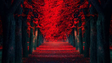 🔥 Free Download Red Leaves Beautiful Fall Landscapes Hd Wallpaper by ...