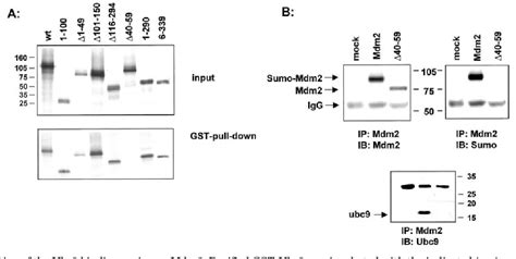 Figure 1 From The Mdm 2 Amino Terminus Is Required For Mdm2 Binding And