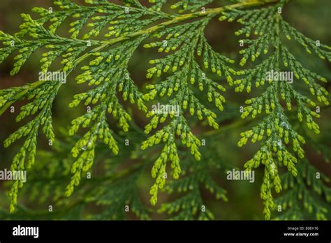 Cypress Tree Leaves High Resolution Stock Photography and Images - Alamy