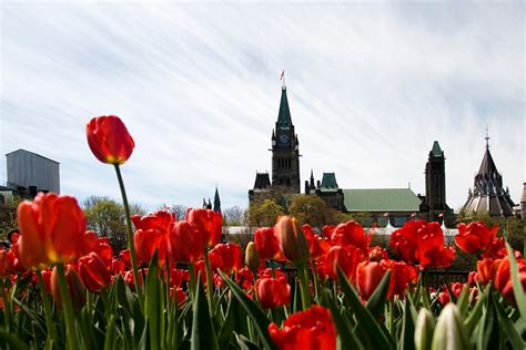 Canadian Tulip Festival 2024 in Ottawa - Rove.me