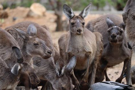 Penyebab Flora Dan Fauna Di Benua Australia Memiliki Banyak Keunikan