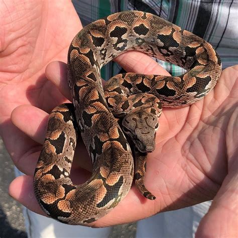 Richard Allen On Instagram Gorgeous Baby Female Dumerils Boa Now