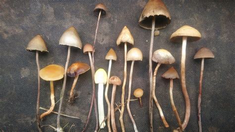 Psilocybe Semilanceata Spitzkegliger Kahlkopf Sammeln Bestimmen