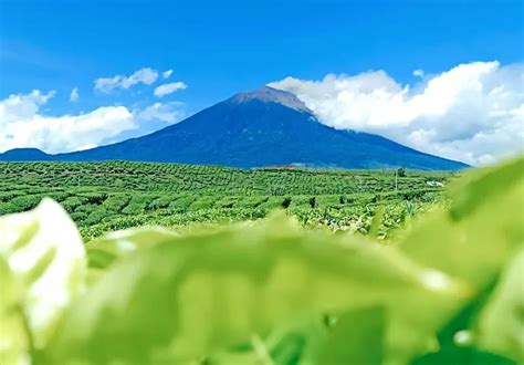 Jejak Sejarah Kebun Teh Kayu Aro Kerinci Dari Peninggalan Belanda