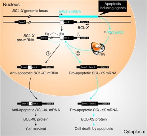 Proposed Model Of Action Of Inxs Lncrna Bcl X Pre Mrna Undergoes