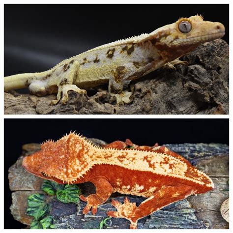 Super Red High Coverage Lily Crested Gecko By First Class Geckos Morphmarket