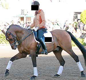 Sustainable Dressage - Rollkur - How And Why Not? - Why Not ...