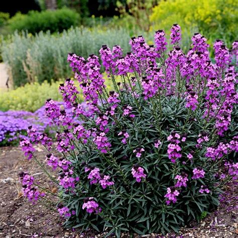 Buy Wallflower Erysimum Bowles S Mauve Delivery By Waitrose Garden