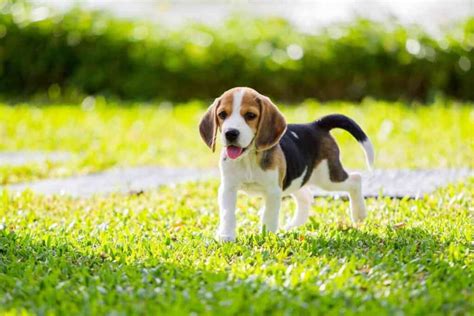 Cuánto vale un cachorro de raza beagle Beagle Spain Tu Web y