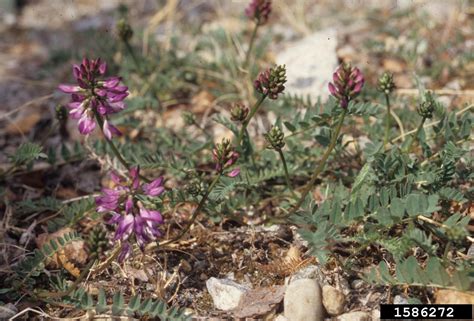 Alpine Milkvetch Astragalus Alpinus