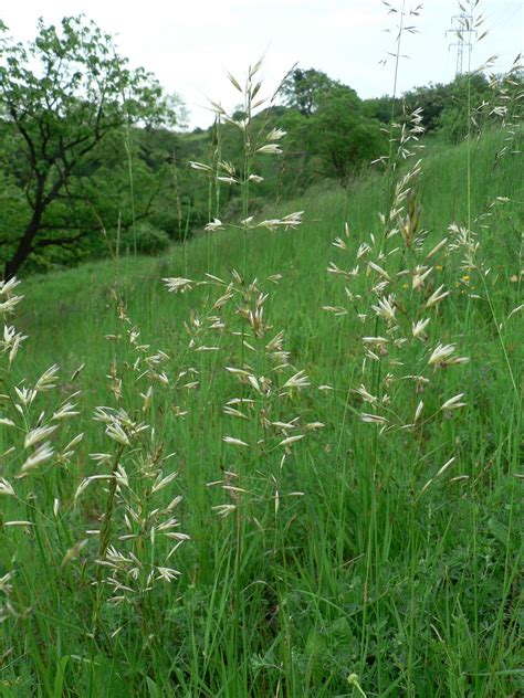 Avenula Pubescens Downy Alpine Oatgrass