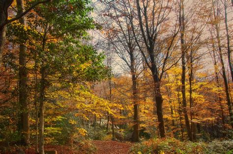 Tardor Autumn Otoño Montseny Pulsar L Joan Padilla Roig Flickr