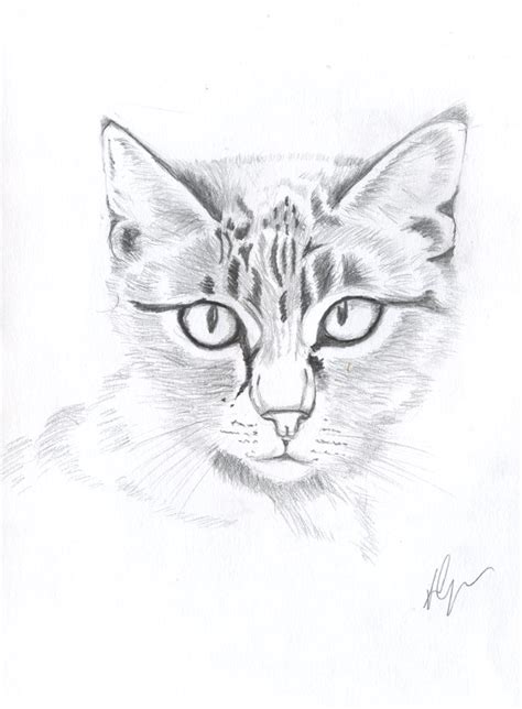 Cat Nose Drawing at GetDrawings | Free download