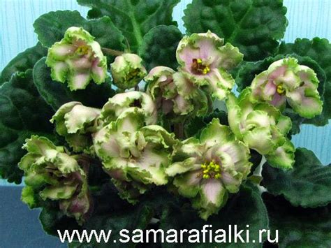 Фиалка ЛЕ-Малахитовая Роза