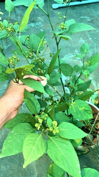 Manathakkali Keerai Discover The Enchanting Benefits Amr S Garden