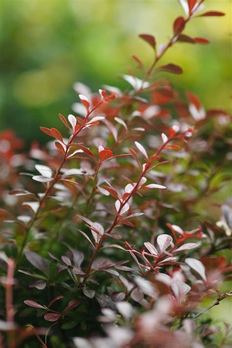 A Close-Up Shot of a Barberry Plant · Free Stock Photo