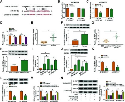 Identification Of CHTOP As Target Gene Of MiR 338 3p In DDP Resistant