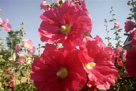 十二花神花神簡介男花神女花神其它說一其它說二其它說三其它說四音樂作中文百科全書