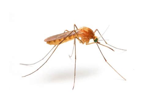 How To Identify And Get Rid Of Mosquitoes Western Exterminator