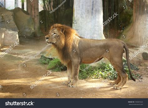 Side View Lion Standing Stock Photo 726007222 | Shutterstock