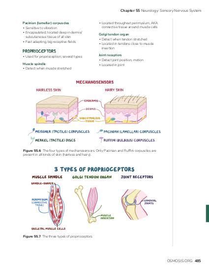 Sensory Receptors Diagram