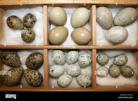 A Victorian Wild Bird Egg Collection Stock Photo Alamy